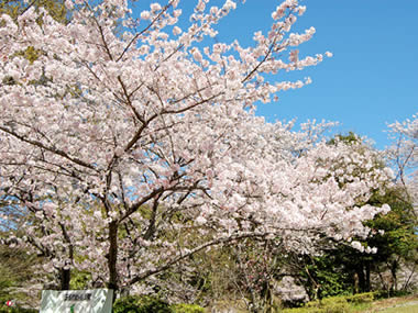 蛇ヶ谷公園5,000本の桜